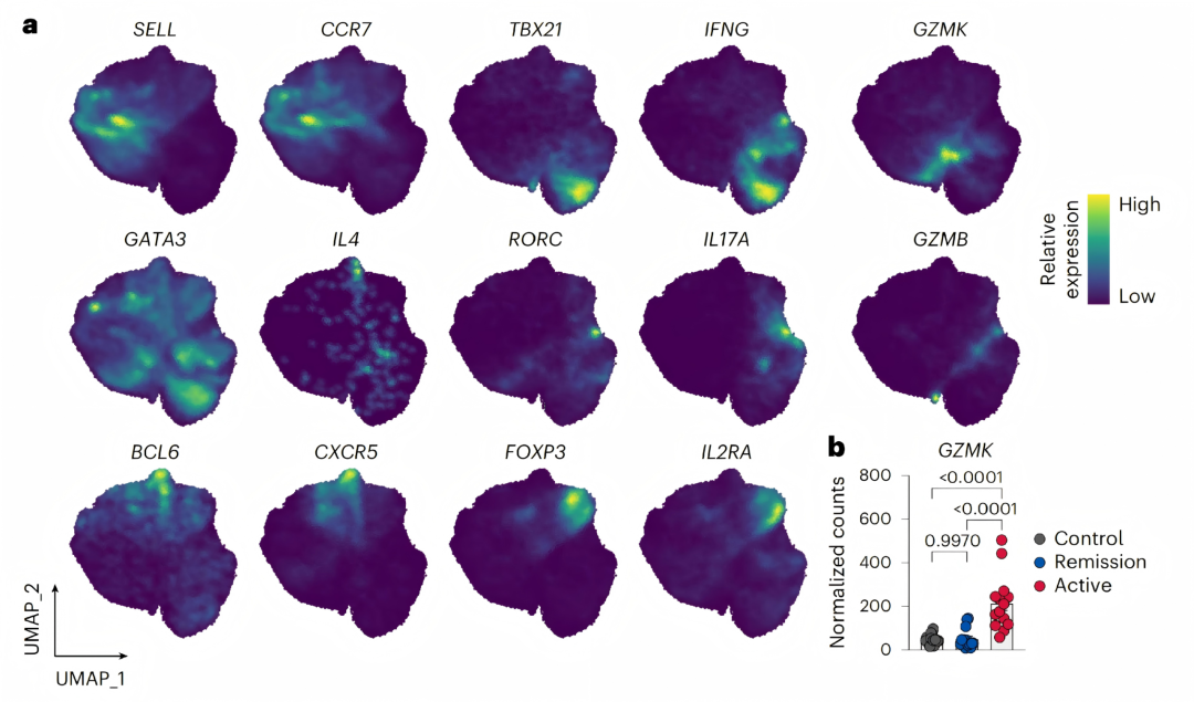人类 IBD 中鉴定出 GZMKʰⁱᵍʰ CD4⁺ T 细胞新 Cluster