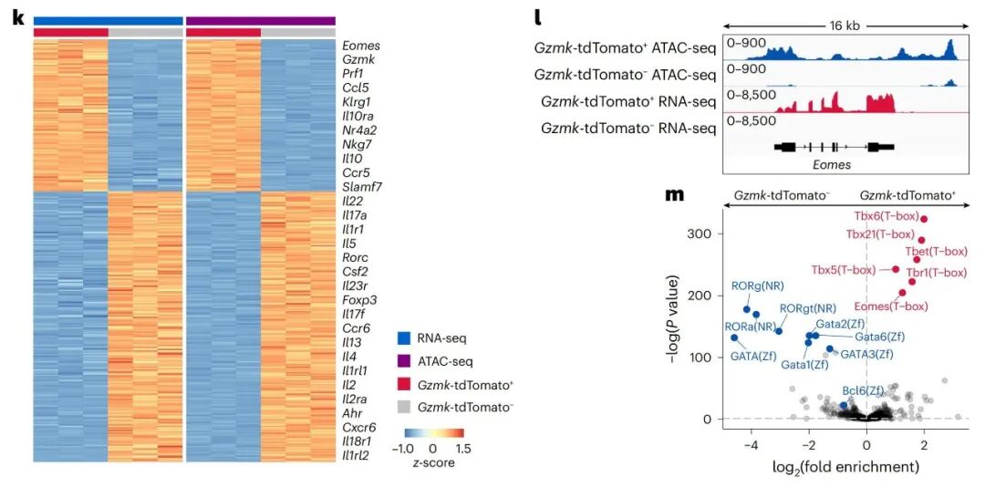 RNA-seq 与 ATAC-seq 的表观层面证据