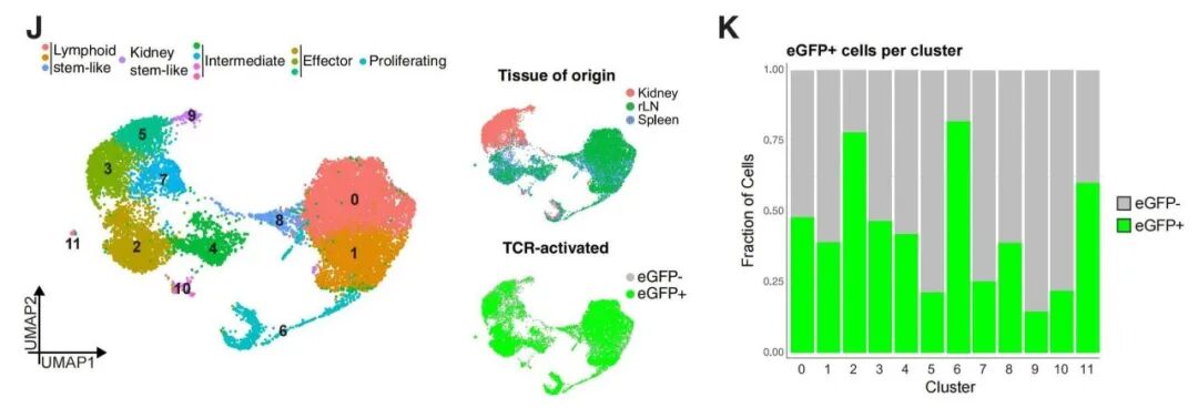肾脏 CD8⁺ T 细胞 eGFP 信号显著升高