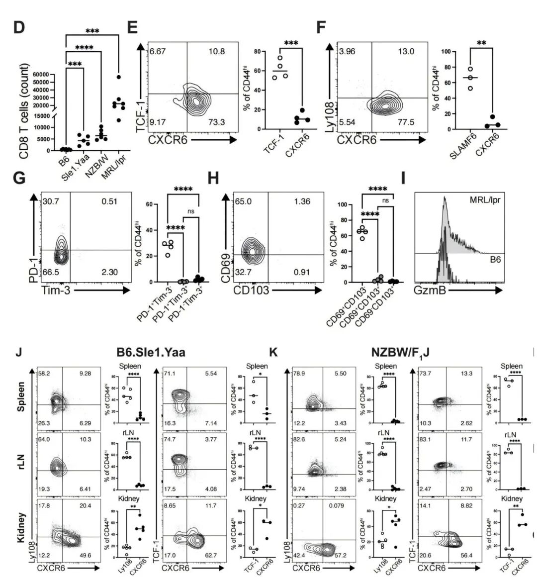 狼疮肾脏富集 CD44ʰⁱᵍʰTCF-1⁺CXCR6⁺CD8⁺ T 细胞