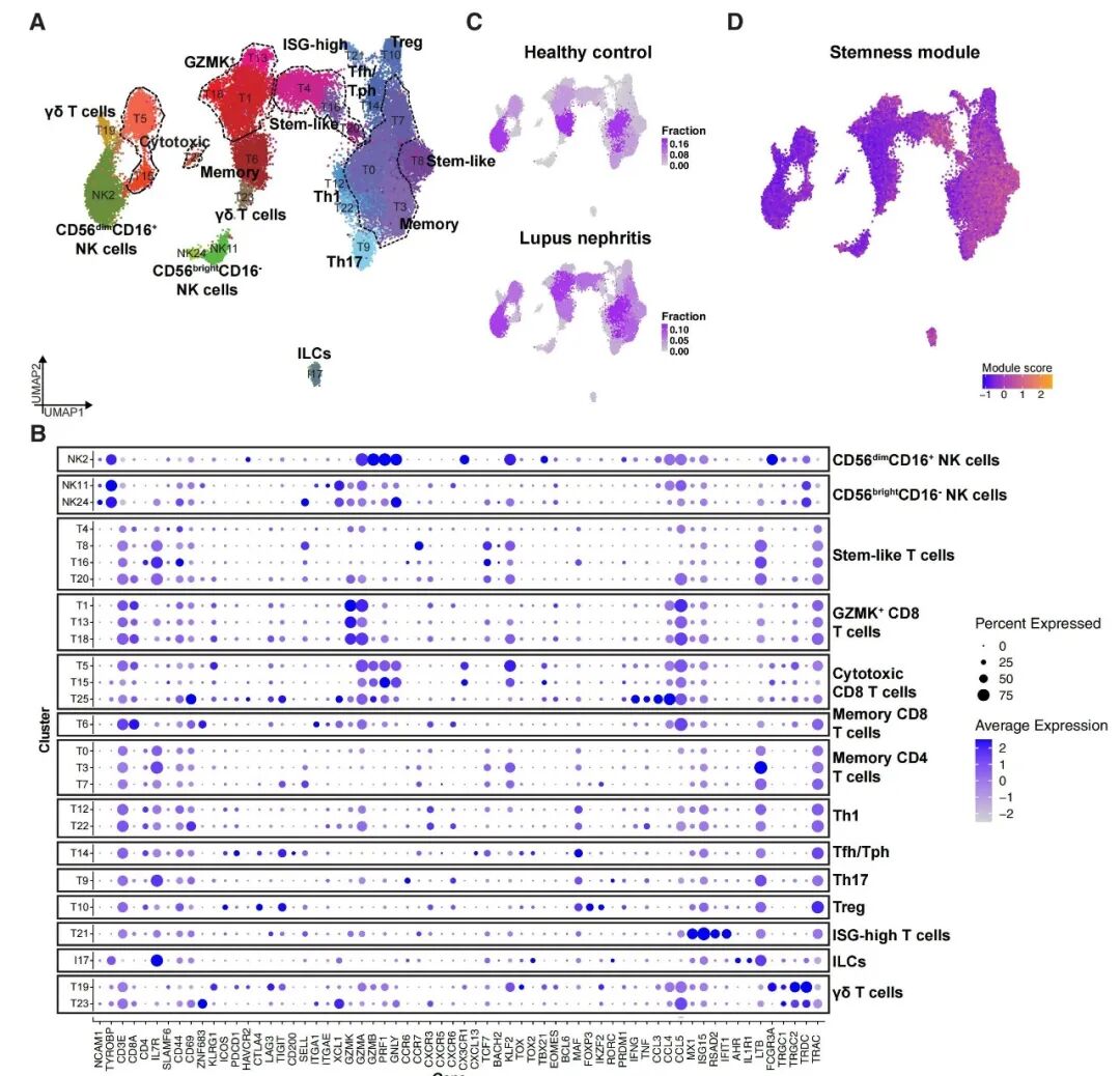 AMP 联盟 LN 肾脏 scRNA-seq 数据集分析