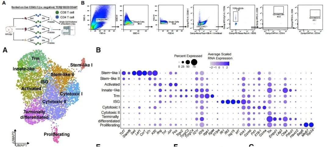 scRNA-seq 联合拟时序分析的实验设计与分选策略