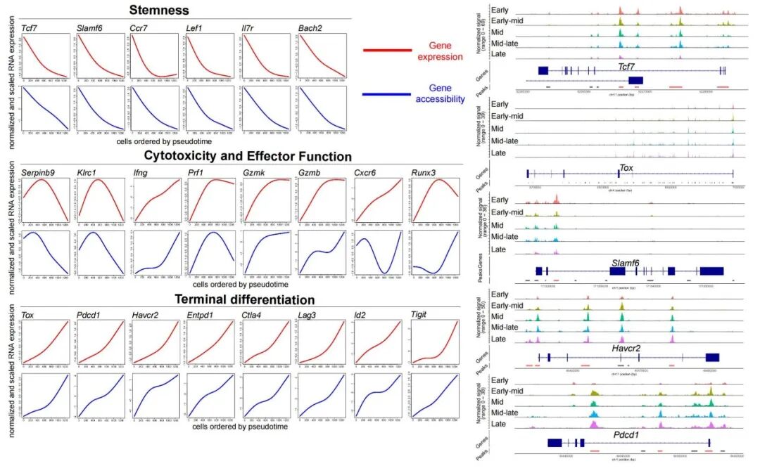 scATAC-seq 与 scRNA-seq 多模态整合分析