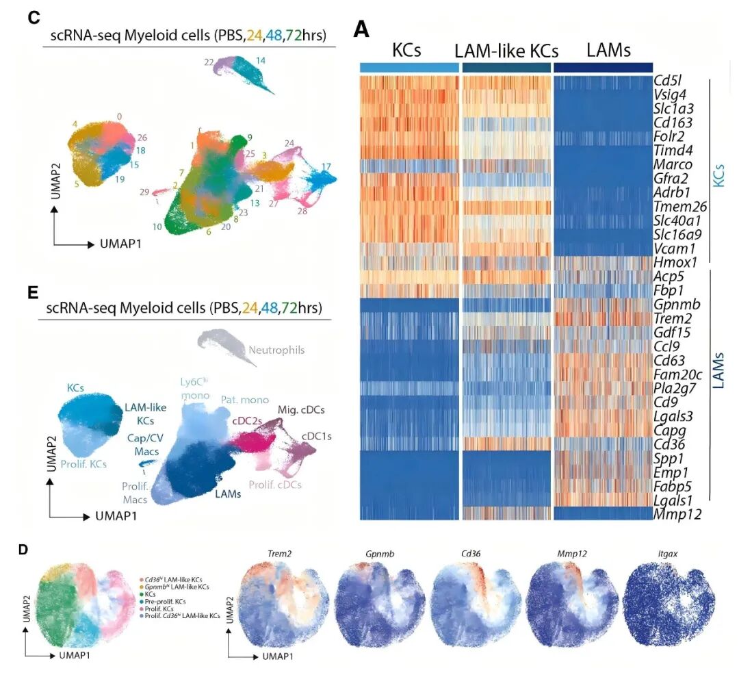 scRNA-seq 与 CITE-seq 识别 LAMs 与 LAM-like KCs