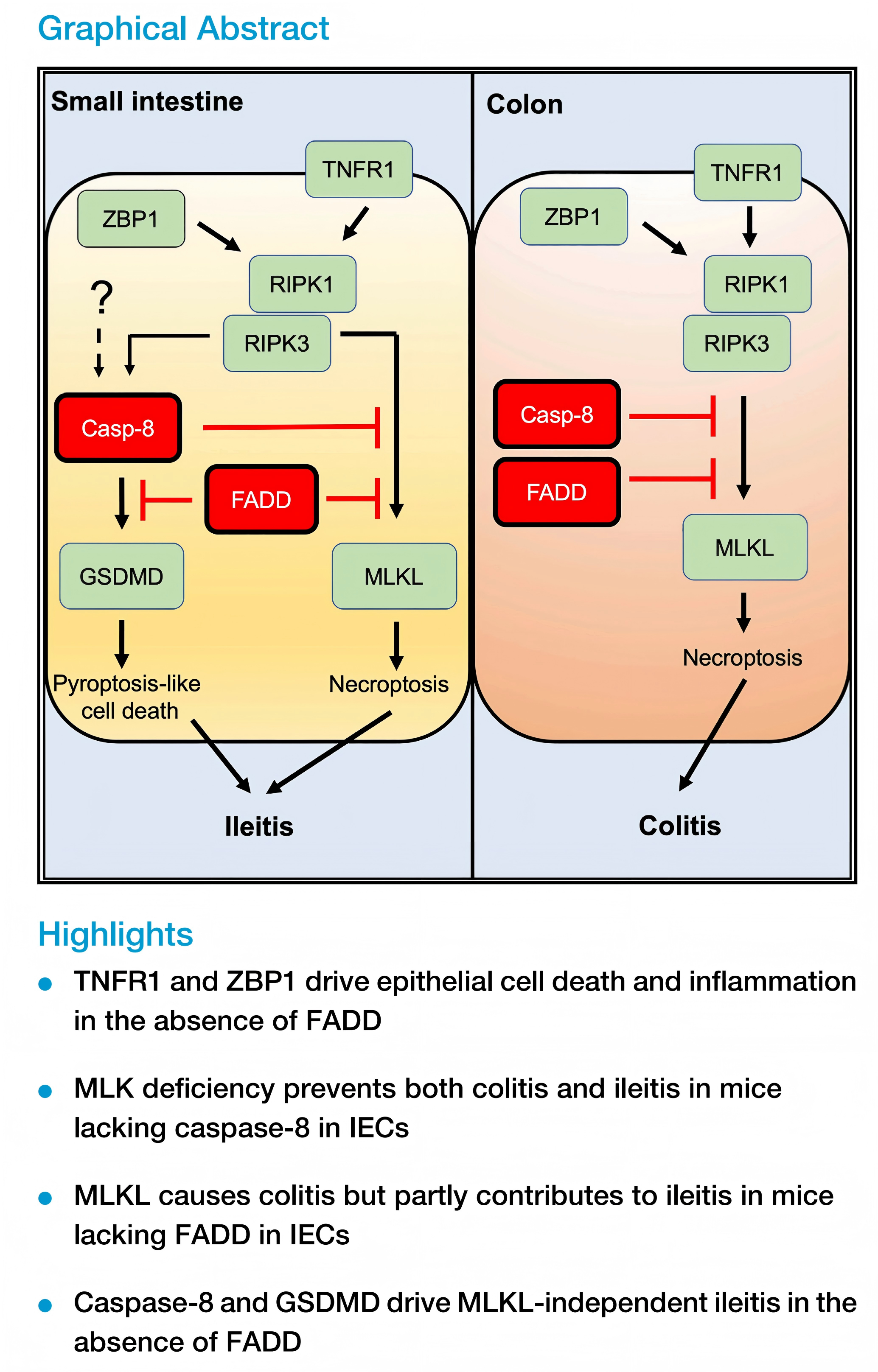 TNFR1 与 ZBP1 经 Caspase-8-FADD 检查点调控肠上皮细胞焦亡样死亡与坏死性凋亡